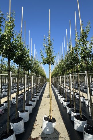 Birnenbaum 'Zoete Brederode' | Pyrus communis 'Zoete Brederode' Birnenbaum 'Zoete Brederode' | Pyrus communis 'Zoete Brederode'