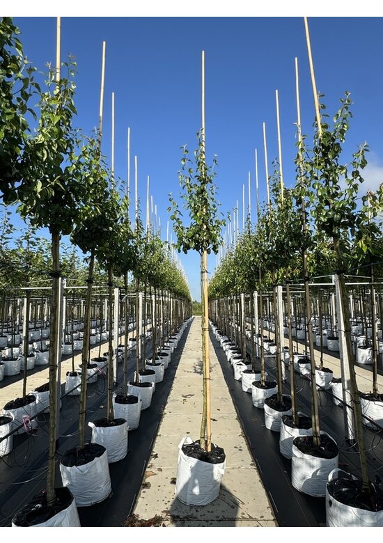 Birnenbaum 'Zoete Brederode' | Pyrus communis 'Zoete Brederode'