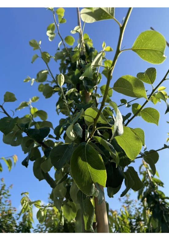 Birnenbaum 'Zoete Brederode' | Pyrus communis 'Zoete Brederode'