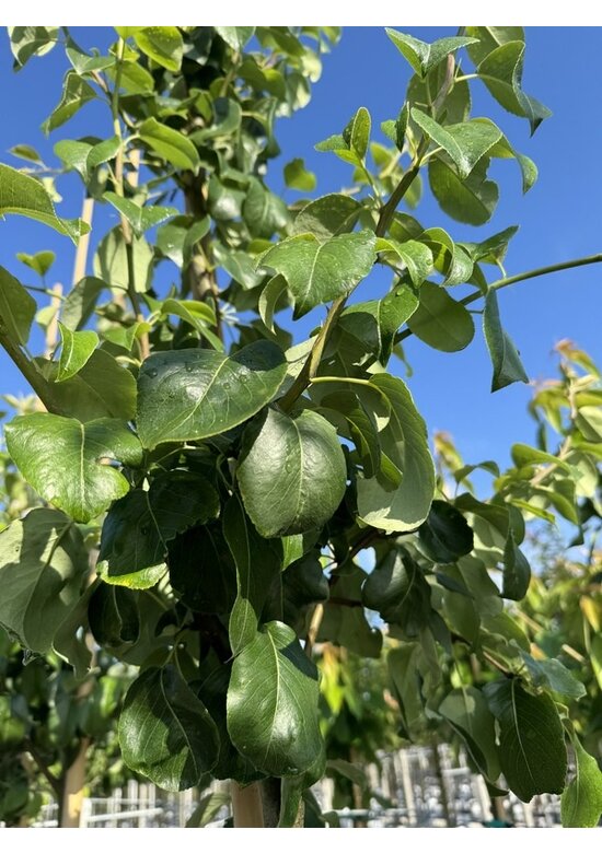 Birnenbaum 'Zoete Brederode' | Pyrus communis 'Zoete Brederode'