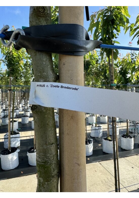 Birnenbaum 'Zoete Brederode' | Pyrus communis 'Zoete Brederode'