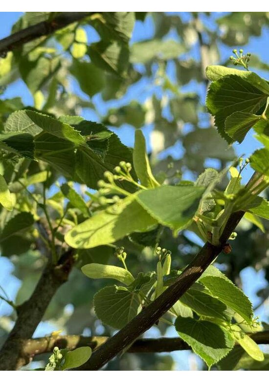 Winter-Linde 'Böhlje' | Tilia cordata 'Böhlje'