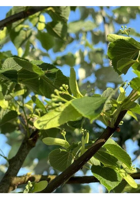 Winter-Linde 'Böhlje' | Tilia cordata 'Böhlje'
