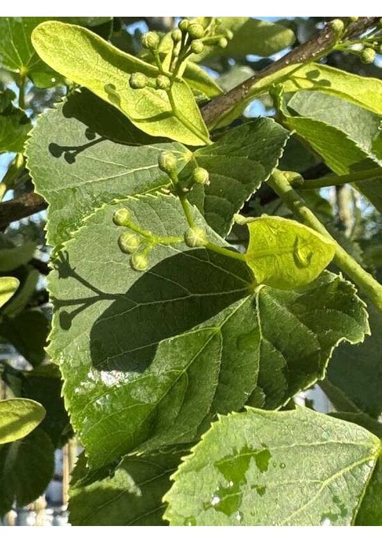 Winter-Linde 'Böhlje' | Tilia cordata 'Böhlje'
