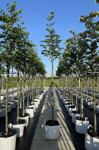 Winter-Linde 'Böhlje' | Tilia cordata 'Böhlje'