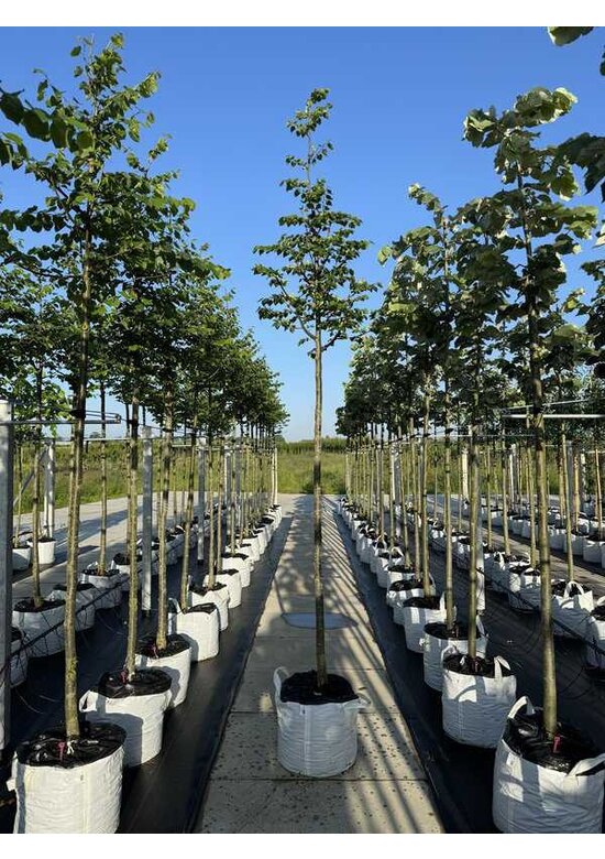 Winter-Linde 'Böhlje' | Tilia cordata 'Böhlje'