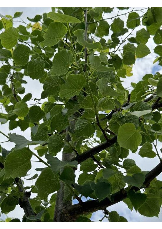 Winter-Linde 'Böhlje' | Tilia cordata 'Böhlje'