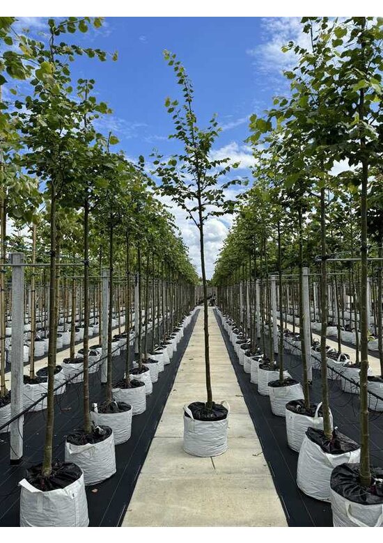 Amerikanische Stadtlinde 'Greenspire' | Tilia cordata 'Greenspire'