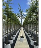 Amerikanische Stadtlinde 'Greenspire' | Tilia cordata 'Greenspire'