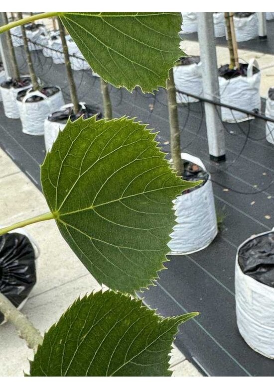 Amerikanische Stadtlinde 'Greenspire' | Tilia cordata 'Greenspire'