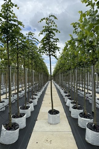 Winter-Linde 'Rancho' | Tilia cordata 'Rancho' Winter-Linde 'Rancho' | Tilia cordata 'Rancho'