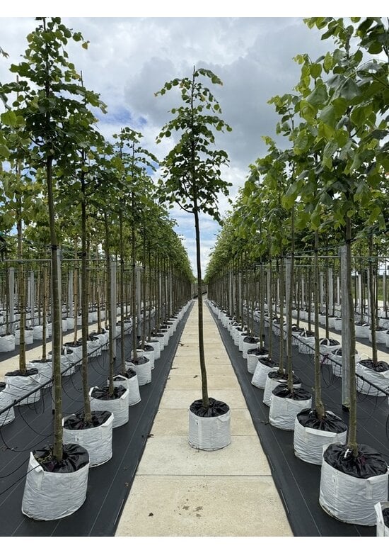 Winter-Linde 'Rancho' | Tilia cordata 'Rancho'