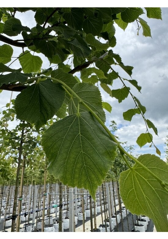 Winter-Linde 'Rancho' | Tilia cordata 'Rancho'