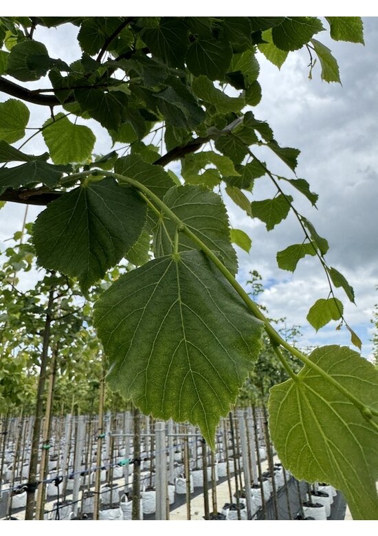 Winter-Linde 'Rancho' | Tilia cordata 'Rancho'