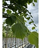 Winter-Linde 'Rancho' | Tilia cordata 'Rancho'