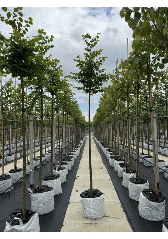 Winterlinde 'Winter Orange' | Tilia cordata 'Winter Orange'