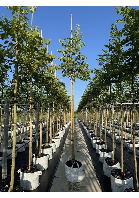 Henrys-Linde | Tilia henryana