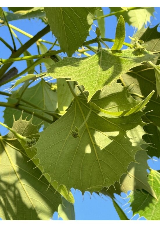 Henrys-Linde | Tilia henryana
