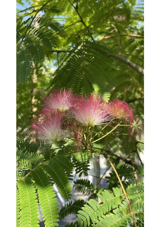 Seidenbaum Mehrstämmig | Albizia julibrissin