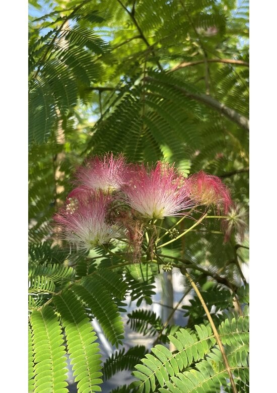 Seidenbaum Mehrstämmig | Albizia julibrissin