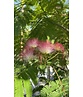 Seidenbaum Mehrstämmig | Albizia julibrissin