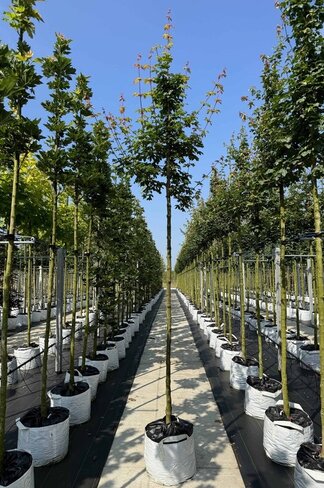 Feldahorn Hochstamm | Acer campestre