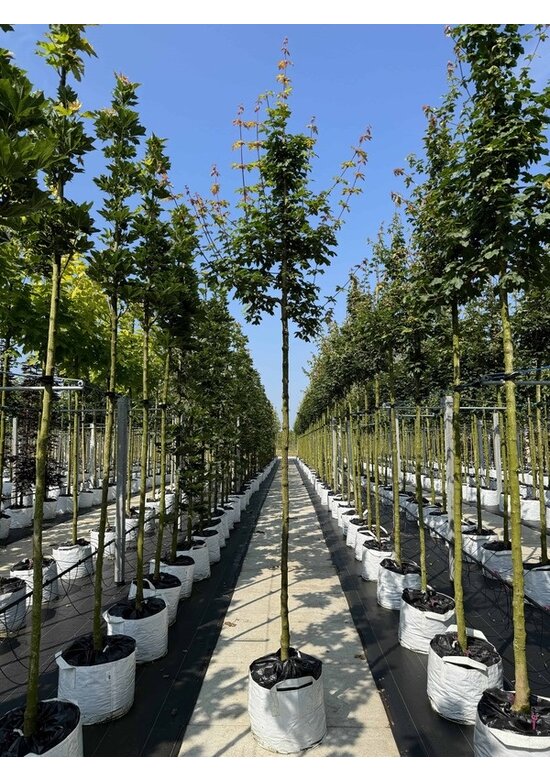 Feldahorn Hochstamm | Acer campestre