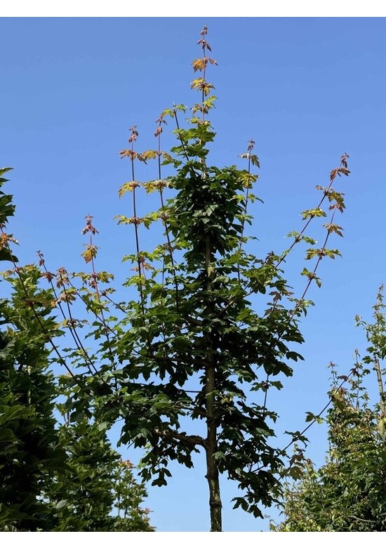 Feldahorn | Acer campestre