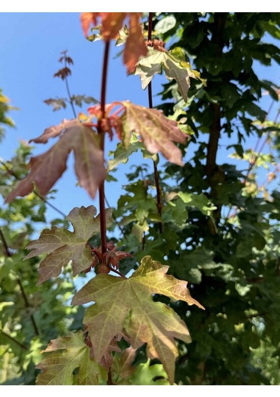 Feldahorn | Acer campestre