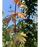 Feldahorn | Acer campestre