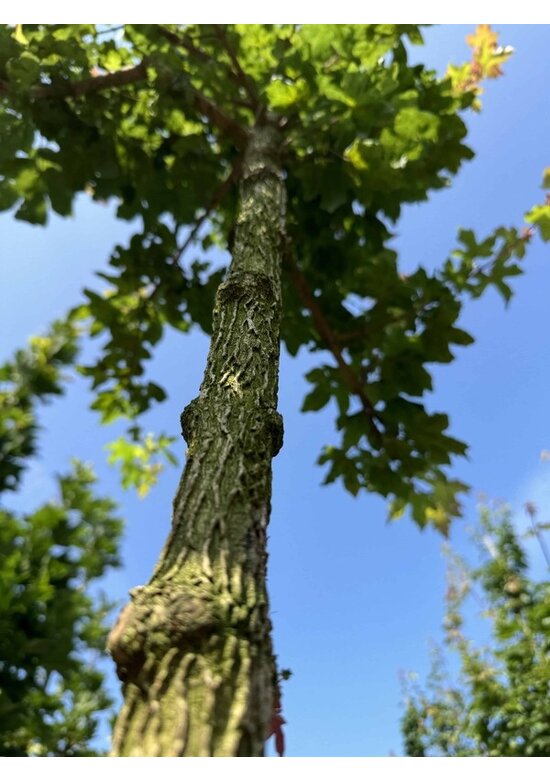 Feldahorn Hochstamm | Acer campestre