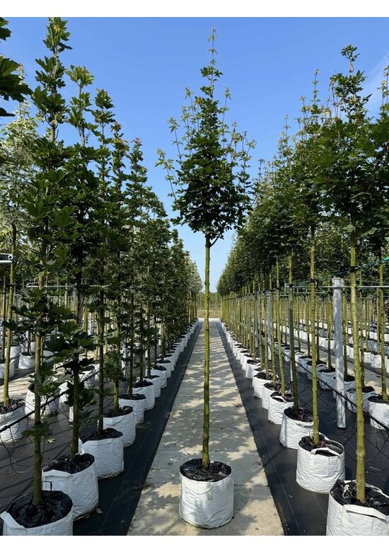 Feld-Ahorn 'Elegant' | Acer campestre 'Elegant' Feld-Ahorn 'Elegant' | Acer campestre 'Elegant'
