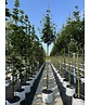 Feld-Ahorn 'Elegant' | Acer campestre 'Elegant' Feld-Ahorn 'Elegant' | Acer campestre 'Elegant'