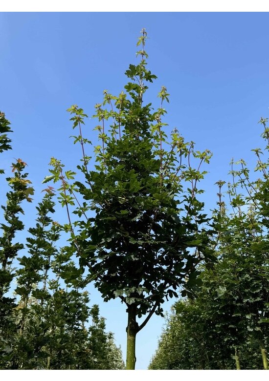 Feld-Ahorn 'Elegant' | Acer campestre 'Elegant' Feld-Ahorn 'Elegant' | Acer campestre 'Elegant'
