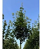 Feld-Ahorn 'Elegant' | Acer campestre 'Elegant' Feld-Ahorn 'Elegant' | Acer campestre 'Elegant'