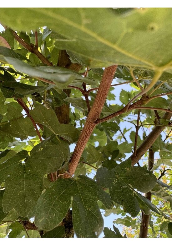 Feld-Ahorn 'Elegant' | Acer campestre 'Elegant'