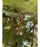Feld-Ahorn 'Elegant' | Acer campestre 'Elegant' Feld-Ahorn 'Elegant' | Acer campestre 'Elegant'