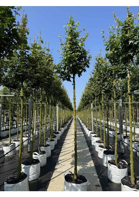 Feldahorn 'Elsrijk' | Acer campestre 'Elsrijk'