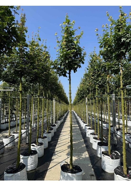 Feld-Ahorn 'Elsrijk' | Acer campestre 'Elsrijk' Feld-Ahorn 'Elsrijk' | Acer campestre 'Elsrijk'