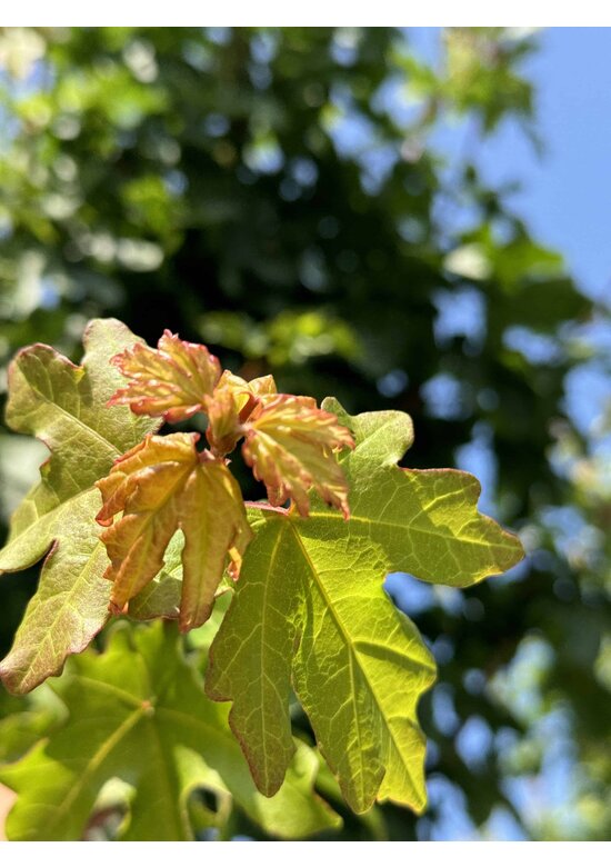 Feld-Ahorn 'Elsrijk' | Acer campestre 'Elsrijk' Feld-Ahorn 'Elsrijk' | Acer campestre 'Elsrijk'