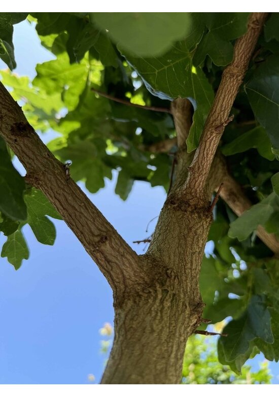 Feld-Ahorn 'Elsrijk' | Acer campestre 'Elsrijk'