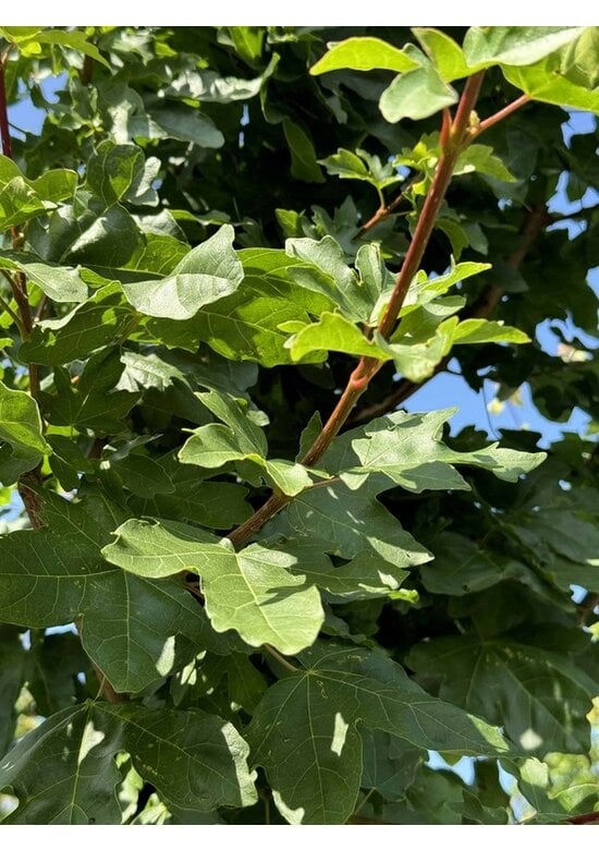 Feldahorn 'Elsrijk' | Acer campestre 'Elsrijk'