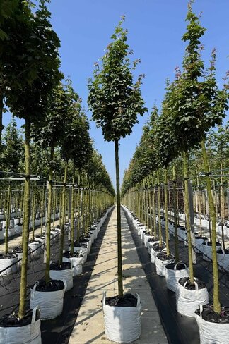 Säulen Feldahorn 'Green Column' | Acer campestre 'Green Column'