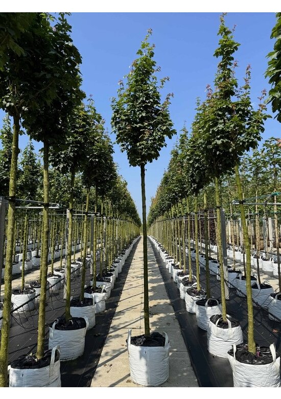 Säulen Feldahorn 'Green Column' | Acer campestre 'Green Column' Säulen Feldahorn 'Green Column' | Acer campestre 'Green Column'