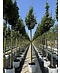 Säulen Feldahorn 'Green Column' | Acer campestre 'Green Column'