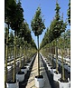 Säulen Feldahorn 'Green Column' | Acer campestre 'Green Column'