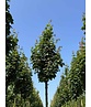 Säulen Feldahorn 'Green Column' | Acer campestre 'Green Column'
