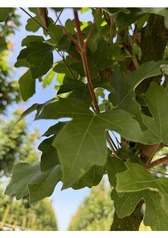 Säulen Feldahorn 'Green Column' | Acer campestre 'Green Column'