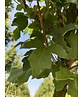 Säulen Feldahorn 'Green Column' | Acer campestre 'Green Column'