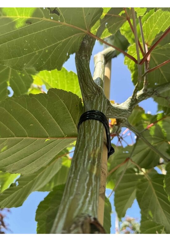 Davids-Ahorn - Schlangenhaut-Ahorn | Acer davidii